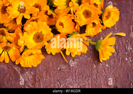 Blüten der Ringelblume (Calendula officinalis) auf alten braunen Hintergrund Stockfoto