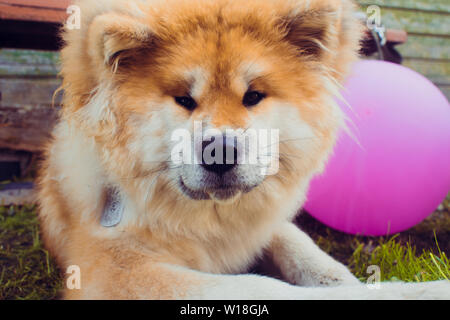 Red flauschige Hund Rasse Akita Inu, ein Haustier auf der Straße Stockfoto