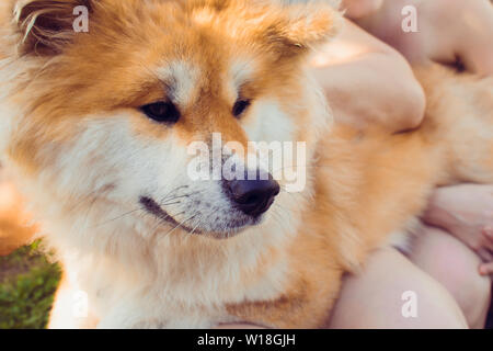 Red flauschige Hund Rasse Akita Inu, ein Haustier auf der Straße Stockfoto