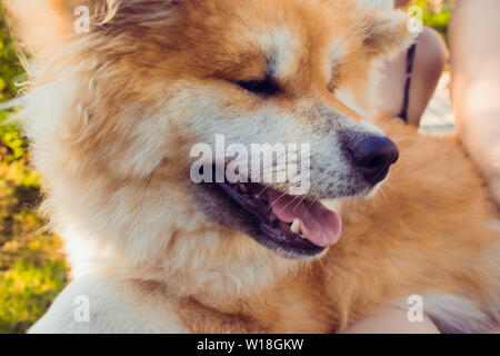 Red flauschige Hund Rasse Akita Inu, ein Haustier auf der Straße Stockfoto