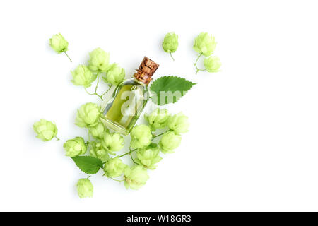 Hopfen (Humulus) mit Heilpflanzen in Glasflasche auf weißem Hintergrund zu extrahieren. Ansicht von oben Stockfoto