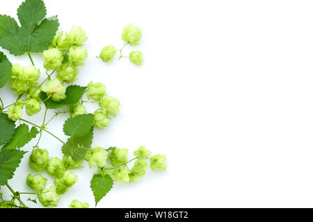 Frisches Grün hop Zweig (Humulus), auf weißem Hintergrund Stockfoto