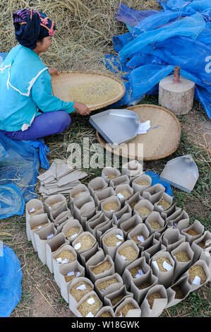 Laos, Vientiane, Rice Research Institut NAFRI, Entwicklung neuer Reissorten und hybriden Samen mit höheren Erträgen, Frauen sortieren verschiedene Reissorten für Überschreiten der neuen hybriden/LAOS Vientiane NAFRI Forschungsinstitut fuer Land- u. Forstwirtschaft, Anbau von verschiedenen Reissorten und Kreuzung von neuen Sorten mit hoeheren Ertraegen, Reis Genbank Stockfoto