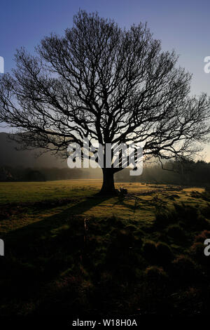 Frühjahr Sonnenuntergang durch eine Eiche am Ufer des Bassenthwaite Lake, Keswick, Lake District National Park, Cumbria, England, Großbritannien Stockfoto