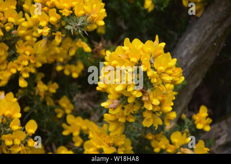 Gorse Strauch mit goldgelben Blüten bedeckt. Stockfoto