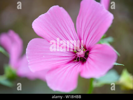 Rosa blühende Malve Malve (Malva alcea) close-up Stockfoto