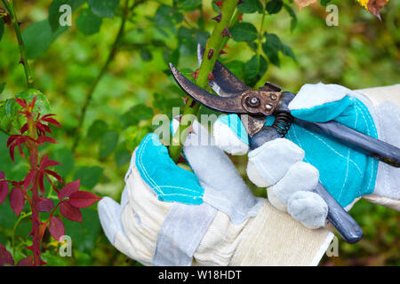 Herbst zurückschneiden Rosen im Garten, die Hände des Gärtner mit gartenschere Stockfoto