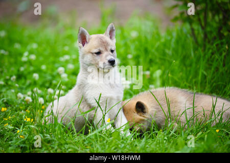 Zwei schöne bezaubernde Welpen von Laika Rasse sitzt auf grünem Gras Stockfoto