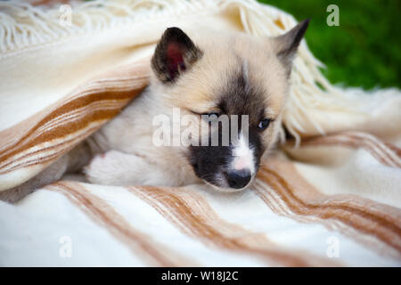 Portrait von niedlichen Sibirischen Laika auf der Decke Stockfoto