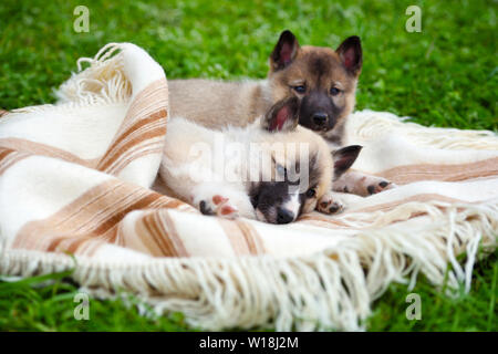 Zwei süße Sibirischen Laika Welpen auf der Decke Stockfoto