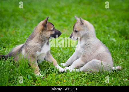 Zwei schöne bezaubernde Welpen von Laika Rasse sitzt auf grünem Gras Stockfoto