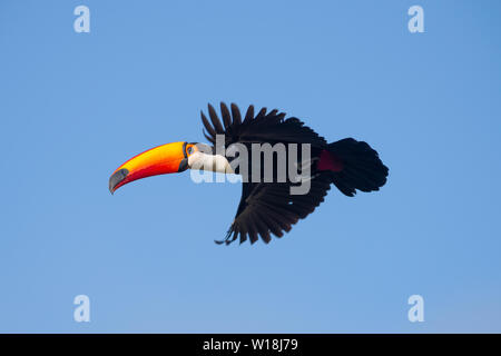 Ein Riesentukan (Ramphastos toco) im Flug Stockfoto