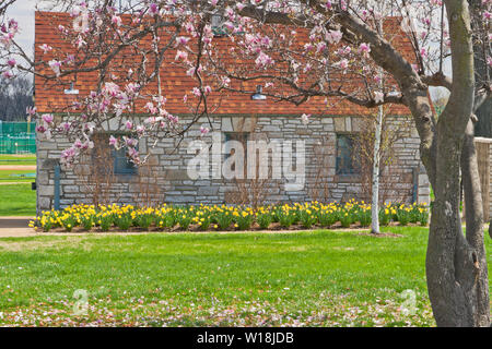 Die rosa Blüten einer Untertasse Magnolie und eine Reihe von gelben Narzissen Frame eine rustikale Gebäude aus Stein in St. Louis Forest Park an einem Frühlingstag Stockfoto