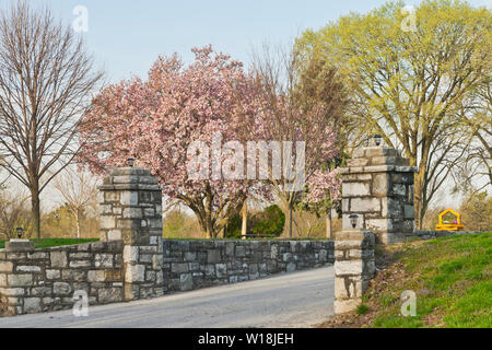 Eine Untertasse Magnolie in voller Blüte mit seinem rosa Blüten über dem Tor am Eingang von St. Louis County Bella Fontaine Park an einem Frühlingsmorgen. Stockfoto