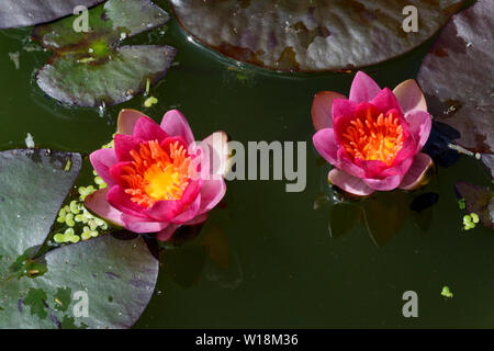Zwerg Seerose (Nymphaea Pygmaea Rubra), Blumen Stockfoto