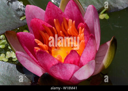 Zwerg Seerose (Nymphaea Pygmaea Rubra), Blume Stockfoto