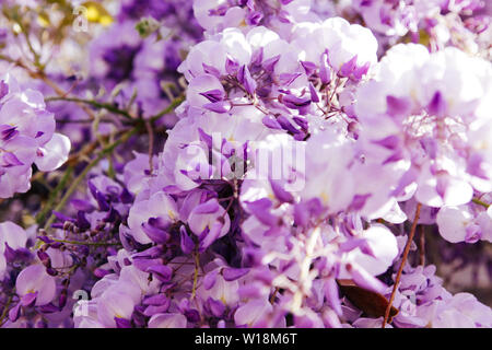 Blühenden glyzinien Niederlassung in einem Obstgarten. Künstlerische Natur wallpaper verschwommenen Hintergrund mit lila Blüten Wisteria oder Glycin im Frühling. Stockfoto