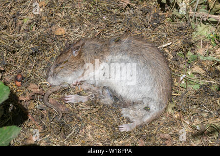 Tote braune Ratte liegt auf dem Waldboden mit Fliegen und Maden Stockfoto