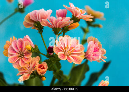 Lewisia (lewisia Keimblatt beckneri). Saftige alpine mehrjährig von Oregon und Nordkalifornien. USA. Stockfoto
