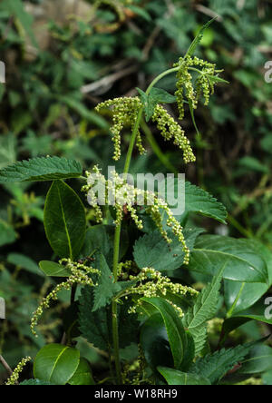 Die Brennnessel (Urtica dioica) gehört zur Familie der Brennnessel (Urticaceae). ihre brennhaare können ein schmerzhafter Hautausschlag verursachen. Stockfoto