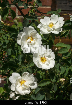 Rosa. Rose. Weiß strauch Rose (Blanc Double De Coubert). Südwesten Frankreichs. Stockfoto