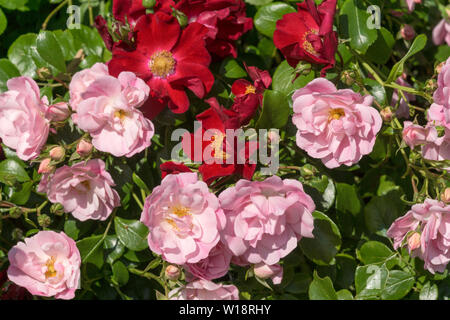Rosa. Rose. Decorosiers Rosen. Marev Versuvia 'Pink' und 'red'. Kontinuierliche Blüte Bush Rosen. Stockfoto