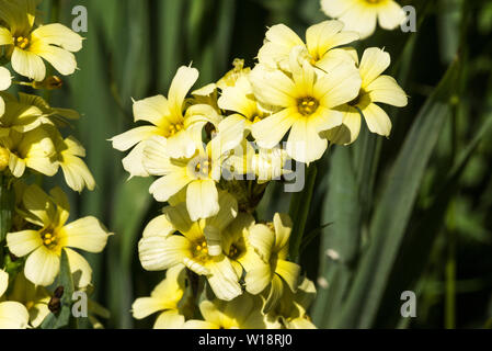 Blumen von Tante May (Sisyrinchium striatum). Eine mehrjährige semi-Evergreen, die Selbst-samen oder können leicht geteilt werden. Stockfoto