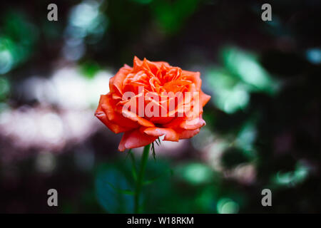 Blass orange Rose gegen verwackelte dunkelgrünen Hintergrund. Verschwommen Garten Hintergrund. Die Königin der Blumen. Stockfoto