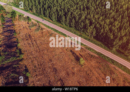 Luftaufnahme der Straße zwischen Cottonwood Wald und gerodete Fläche aus drohne pov im Sommer susnet Stockfoto