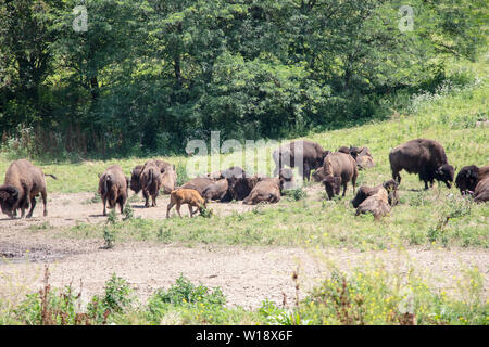 Bisons, die in den Ebenen herumwandern Stockfoto