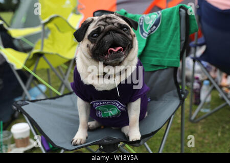 London, Großbritannien. 01. Juli, 2019. PUG IN WIMBLEDON T-SHIRT IN DER WARTESCHLANGE WIMBLEDON SONNTAG WARTESCHLANGE die Wimbledon Championships 2019 DIE ALL ENGLAND TENNIS CLUB, Wimbledon, LONDON, ENGLAND, 30. Juni 2019 DIF 20255 der All England Tennis Club, Wimbledon, LONDON, ENGLAND 2019 Credit: Allstar Bildarchiv/Alamy leben Nachrichten Stockfoto