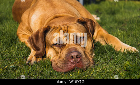 Boerboel Hunderasse ruhen - Porträt im Gras Stockfoto