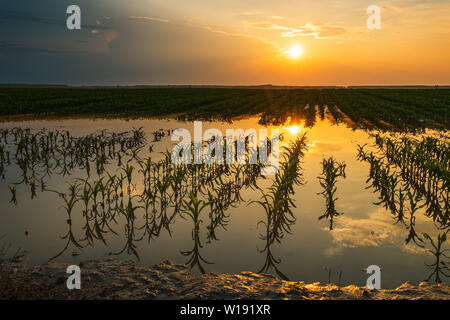 Überflutet junge maisfeld Plantage mit beschädigten Kulturen im Sonnenuntergang nach schweren Regenzeit, dass der Ertrag von Kulturpflanzen auswirken wird Stockfoto