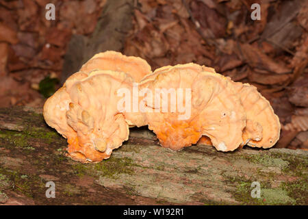 Huhn der Wälder (Laetiporus sulfureus) Stockfoto