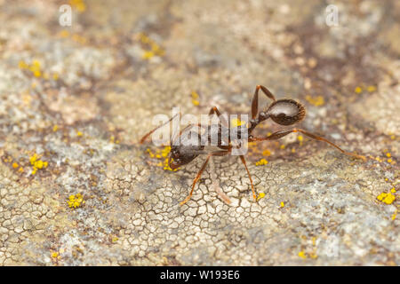 Eine Wirbelsäule - taillierte Ant (Aphaenogaster Picea) erforscht die Oberfläche einer Flechte bedeckt Rock. Stockfoto