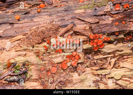 Wimpern Cup (Scutellinia sp.) Pilz wächst auf morschem Holz. Stockfoto