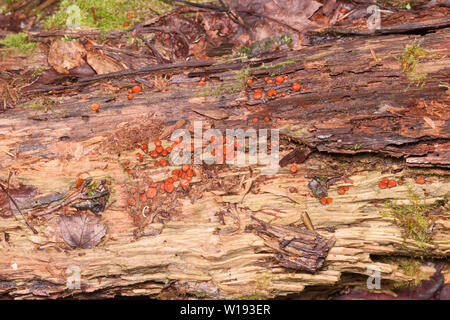 Wimpern Cup (Scutellinia sp.) Pilz wächst auf morschem Holz. Stockfoto