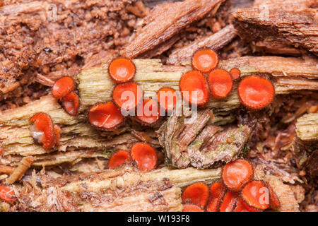 Wimpern Cup (Scutellinia sp.) Pilz wächst auf morschem Holz. Stockfoto