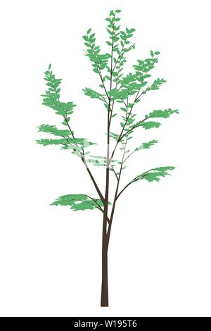 Baum mit grünen Blättern. Auf weissem Hintergrund. Vector Illustration Stock Vektor