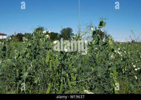 Pisum sativum Stockfoto