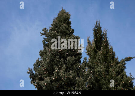 Cupressus sempervirens Zweig mit Kegel Stockfoto