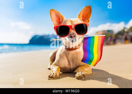 Chihuahua Hund am Strand im Sommer Urlaub Ferien, mit cooler Sonnenbrille und Rainbow LGBT-Flag für Gay Pride Stockfoto