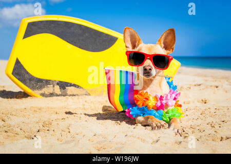 Chihuahua Hund am Strand im Sommer Urlaub Ferien, mit cooler Sonnenbrille und Rainbow LGBT-Flag für Gay Pride Stockfoto