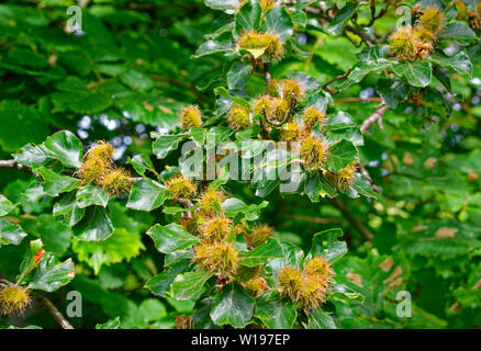 Flusses Findhorn in Schottland Anfang Sommer BUCHE MUTTERN ODER MAST UND BLÄTTER DER BUCHE Fagus sylvatica Stockfoto