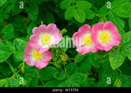 Flusses Findhorn in Schottland Anfang Sommer DOG ROSE Rosa Canina BUSH MIT VIER rosa Blüten Stockfoto