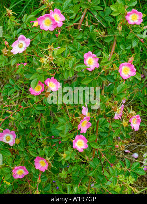 Flusses Findhorn in Schottland Anfang Sommer DOG ROSE Rosa Canina BUSH mit rosa Blumen Stockfoto