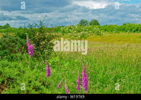 Flusses Findhorn in Schottland Anfang Sommer Fingerhut Digitalis purpurea UND HUND ROSE Rosa Canina BUSH MIT BLUMEN IM HINTERGRUND Stockfoto