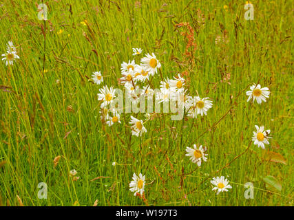 Flusses Findhorn in Schottland wild wachsenden Blumen im Sommer die weißen Blüten der OXEYE DAISY Leucanthemum vulgare UNTER SOMMER GRÄSER Stockfoto