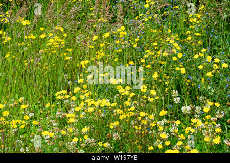 Flusses Findhorn in Schottland wilde Blumen Sommer gelb Blumen glatte Falken - bart Crepis capillaris WEISSKLEE Trifolium repens blaue Blumen BUGLOSS Stockfoto