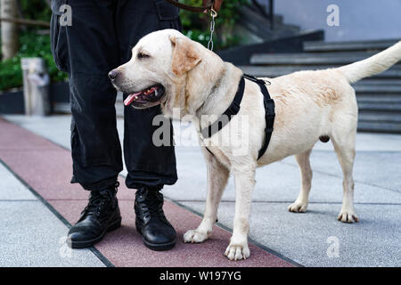 Polizei Hund in der Pflicht, die Bombe in der Veranstaltung. Stockfoto